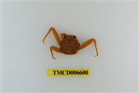 藏品(裸掌盾牌蟹)的圖片